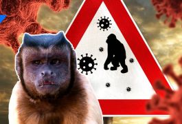 Букмекеры начали приём ставок на оспу обезьян: ждать ли миру новой пандемии?