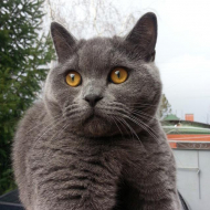 Барсик