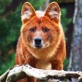 Volf