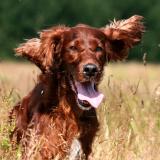 Setter