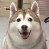 Nikita